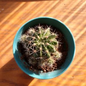 Plant (scarlet hedgehog catus) in mini pot